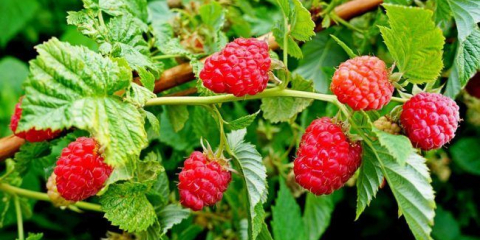 Дървото на малина таруса: правилната разсад и технологията